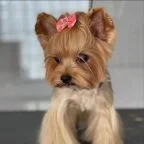 fiona the teacup
