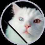hebei the cat