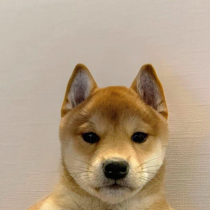 it's just a dog