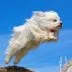 jumping dog