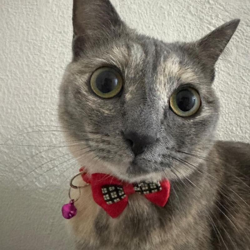 just elizabeth cat