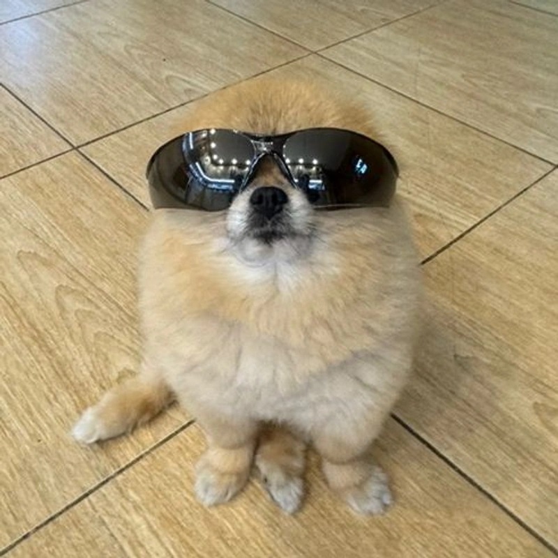 kori the pom