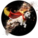 krypto crypto
