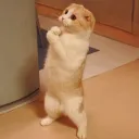 lolcat