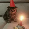 lonely cat