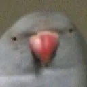 mirko