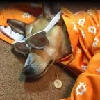 bullish dog