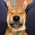 press dog