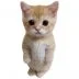 ruecat