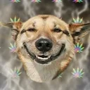 stoner doge
