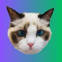 taylor swift’s cat