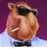 toey camel