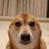 vibin dog