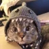 Shark Cat