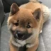 INU