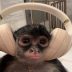 Vibing Monkey