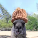 KangarooWifHat