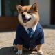 Blue Tuxedo Shiba