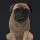 Mudpug