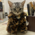 CatWifJacket