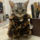 CatWifJacket